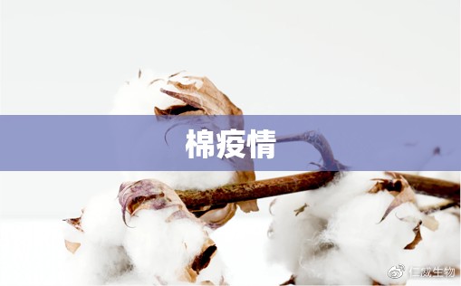 棉疫情/绵阳疫情减免房屋 棉疫情/绵阳疫情减免房屋